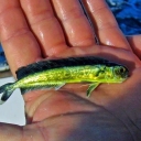 Have you ever seen a baby Dorado, so fragile, so beautiful ... The wonder of Nature