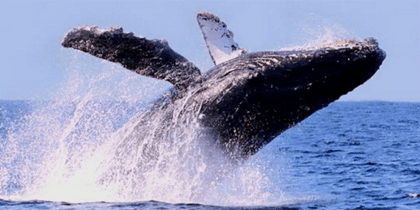 observación de ballenas