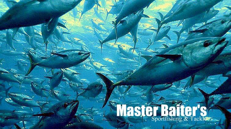 Master Baiter's Fish Pic of the Day: if you look closely, the Yellowfin Tuna are circling a bait ball, you can see in the background the Tuna are swimming in different directions... I love the depth of this photo... These Tuna in this picture for your knowledge are in the 100 lb Range...