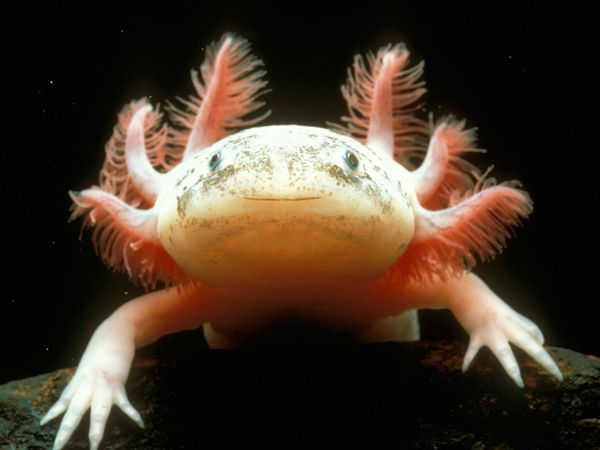 mexican-axolotl 780 600x450